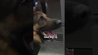 Florence police dogs get new bullet and stab-proof vests
