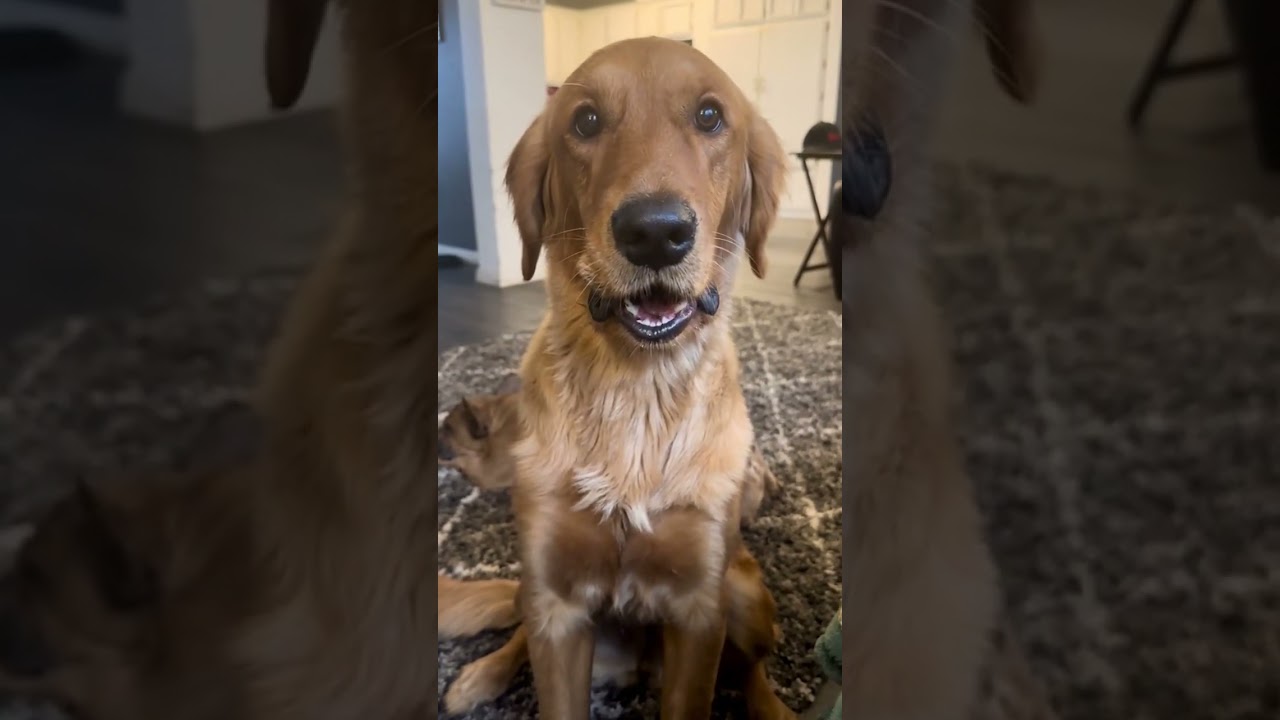 Dog Shakes Head In Disagreement 🤣