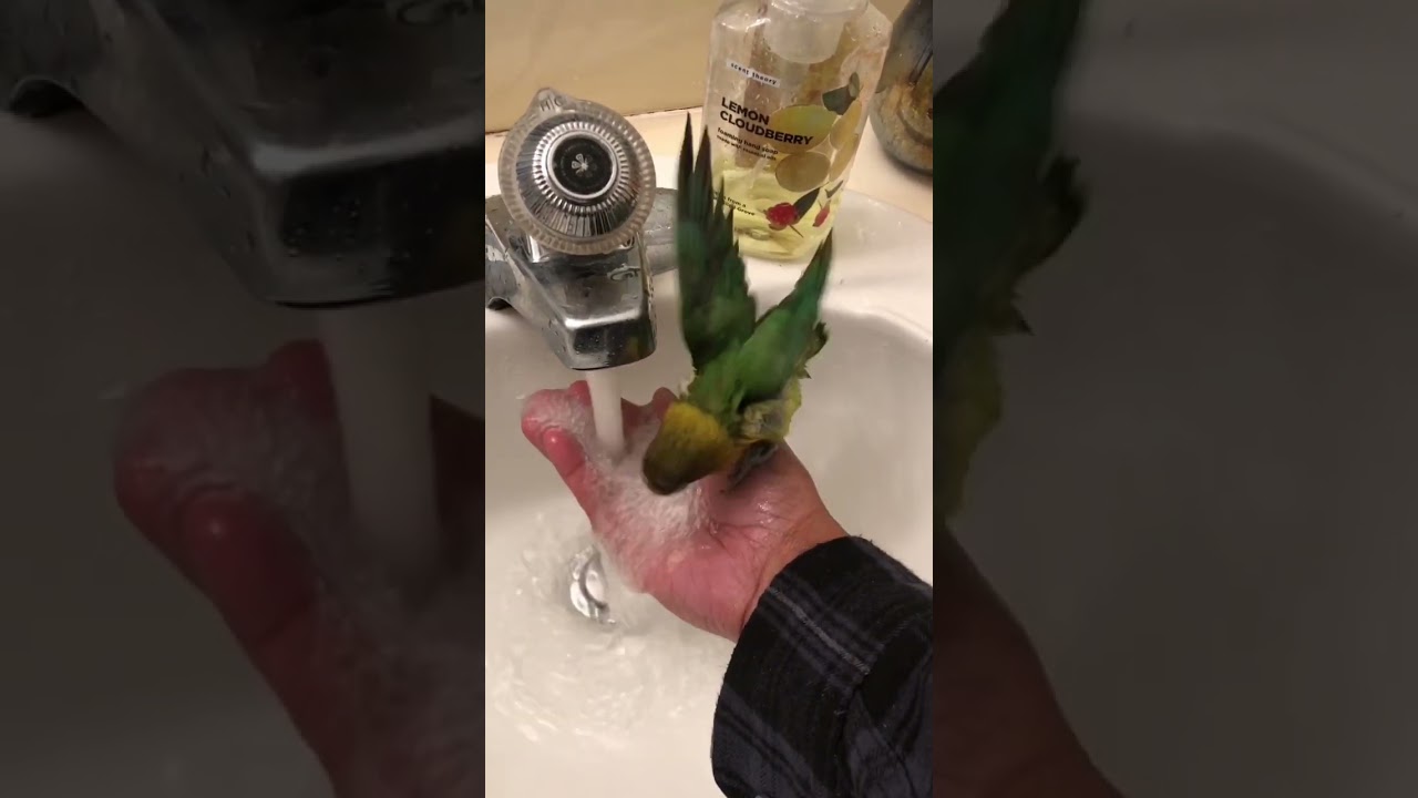 Lovebird taking shower ❤🐦🐦