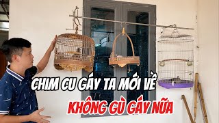 Chim Cu gáy ta mới về không gù nữa do 3 nguyên nhân chính
