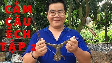 Cắm câu ếch| Tập 2| Catch frog