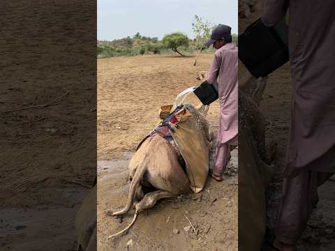 في طرق الصحراء الفتى والجمل يحفظان سر الحياة من بئر يقطر قطرة بعد قطرة