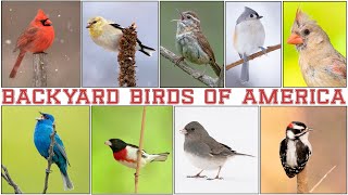 BACKYARD CALLS OF AMERICAN BIRDS WITH RELAXING MUSIC