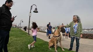 Cash 2.0 Great Dane meeting new people in Ventura Harbor 22