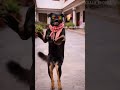 funny dance 😂😍 #ai #trending #viralvideo #dance #shorts #music #song #animal #love #baby #funny