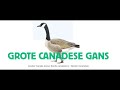 Canadese gans, (Branta canadensis), Canada goose