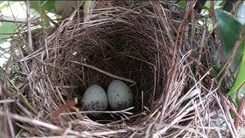 Mbolang mencari sarang burung cendet di deket gunung tertinggi nomor 1 di Sumatera ‼️