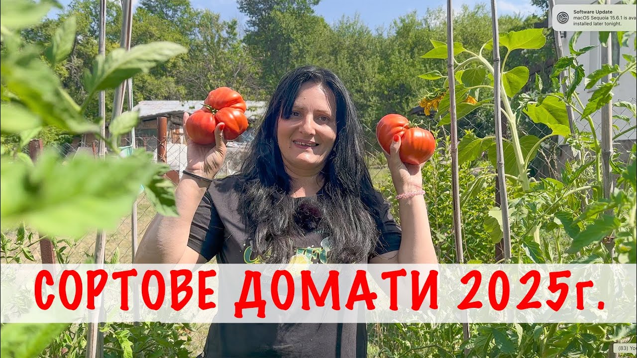 ТОП 10 сорта домати, които избрахме да отглеждаме през 2025 година.