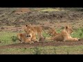 Ecological Adaptations and Population Dynamics