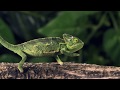 Green chameleon walking over a log