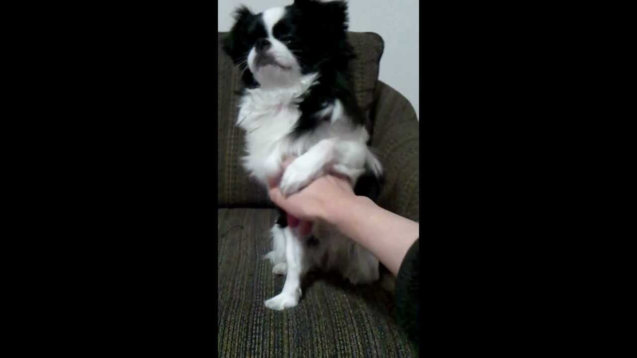 なでなで要求中 狆 チワワ ｍｉｘ Youtube