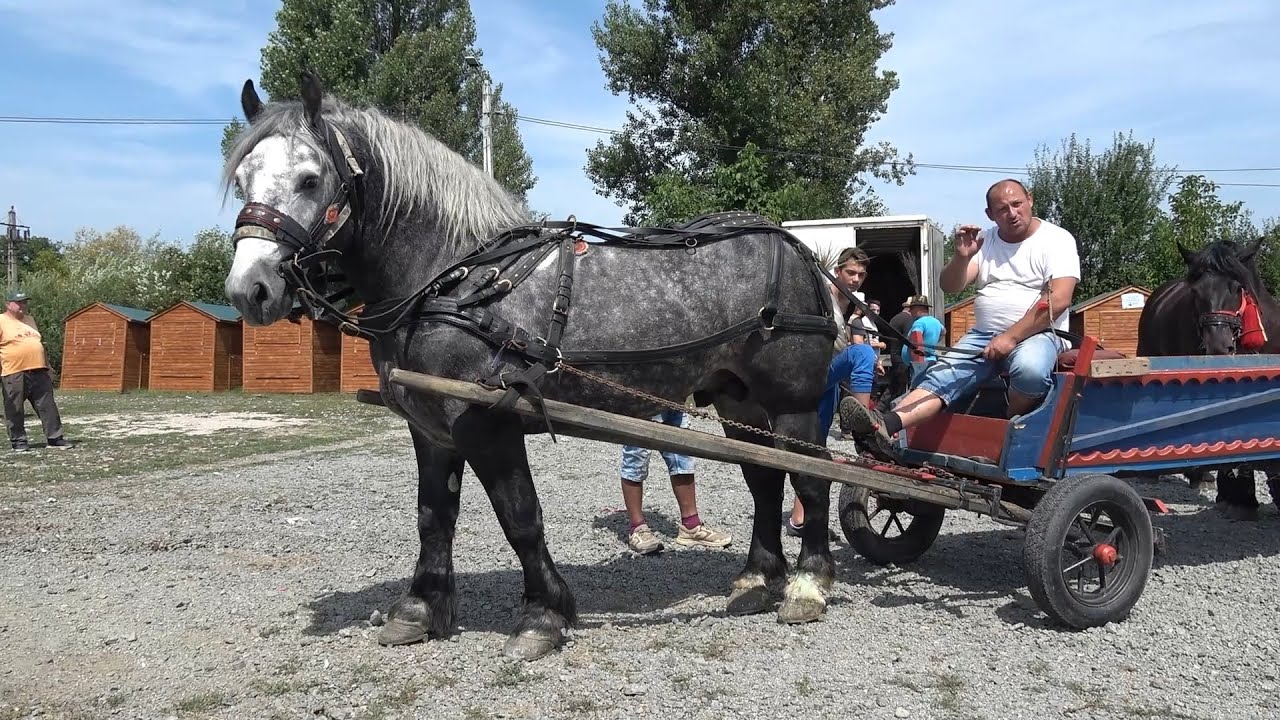 Targul de cai de la Gilau, Cluj 2 august 2024 Nou!!!