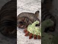 Baby und Dino 🫶🏽#cat