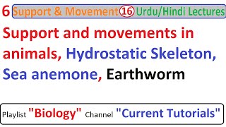 Support and movements in animals | Hydrostatic Skeleton Sea anemone earthworm