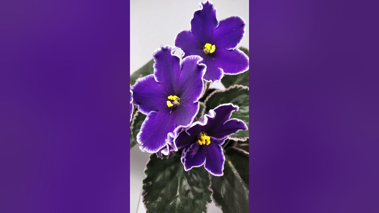 Бархатной ночи фото фіалка РС-Бархат ночи - YouTube