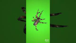 Spider Green Screen