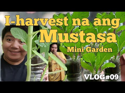 DIY Wall Garden|Vlog#09 - YouTube