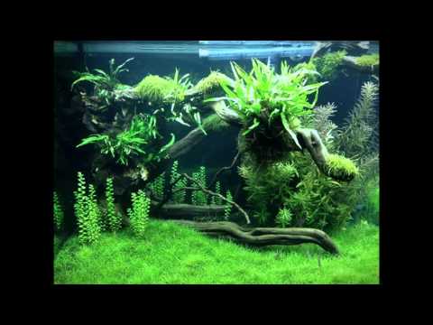 Os mais belos aquários plantados. - YouTube