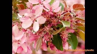 Nature Shots