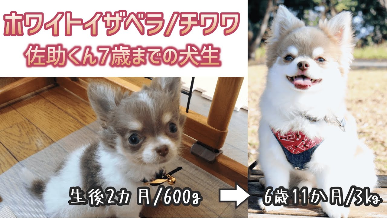 検証 Tiktokで話題のペットの壁ドンにチャレンジ 賢い犬は壁に手をつくらしい Youtube 検証 Tiktokで話題のペットの壁ドンにチャレンジ 賢い犬は壁に手をつくらしい Youtube