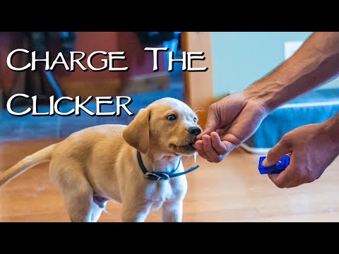 Labrador Retriever New Puppy - Do This First