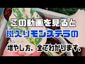 ほぼ確定!斑入りモンステラの増やし方