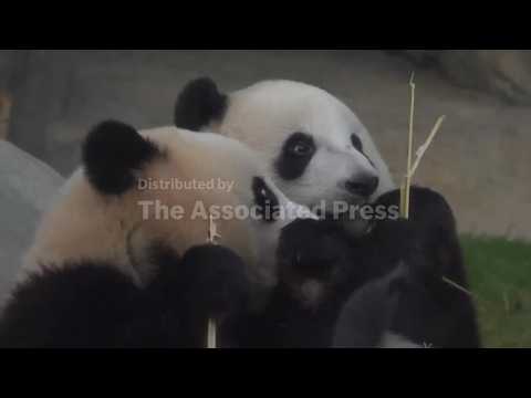 Panda birthdays at Hong Kong Zoo