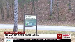 Managing deer population at Oak Mountain