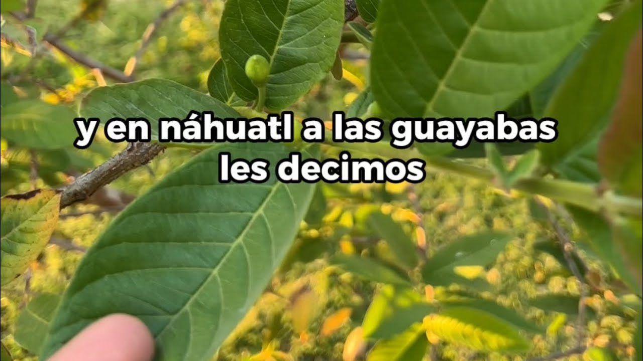 Así de dicen las plantas y frutas en Náhuatl. - YouTube
