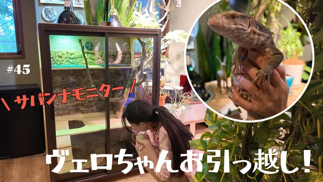 #45 サバンナモニターのヴェロちゃんお引っ越し！ ／ Veronica’s new house !