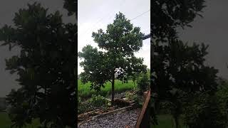 pohon nangka umur 1 tahun