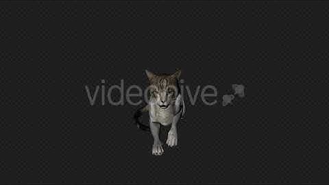 Cat Idle Pack3 4IN1 | Motion Graphics - Envato elements