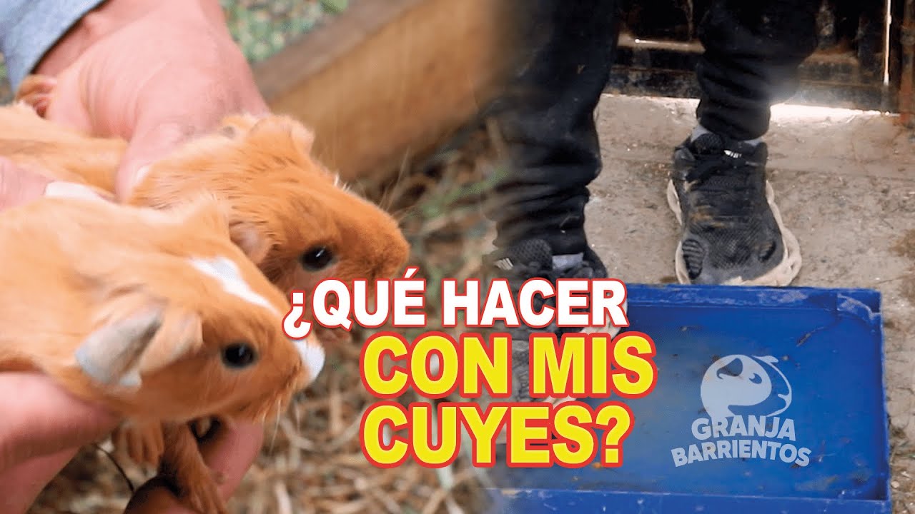 Outline Video Lo que se debe hacer día a día en el GALPON