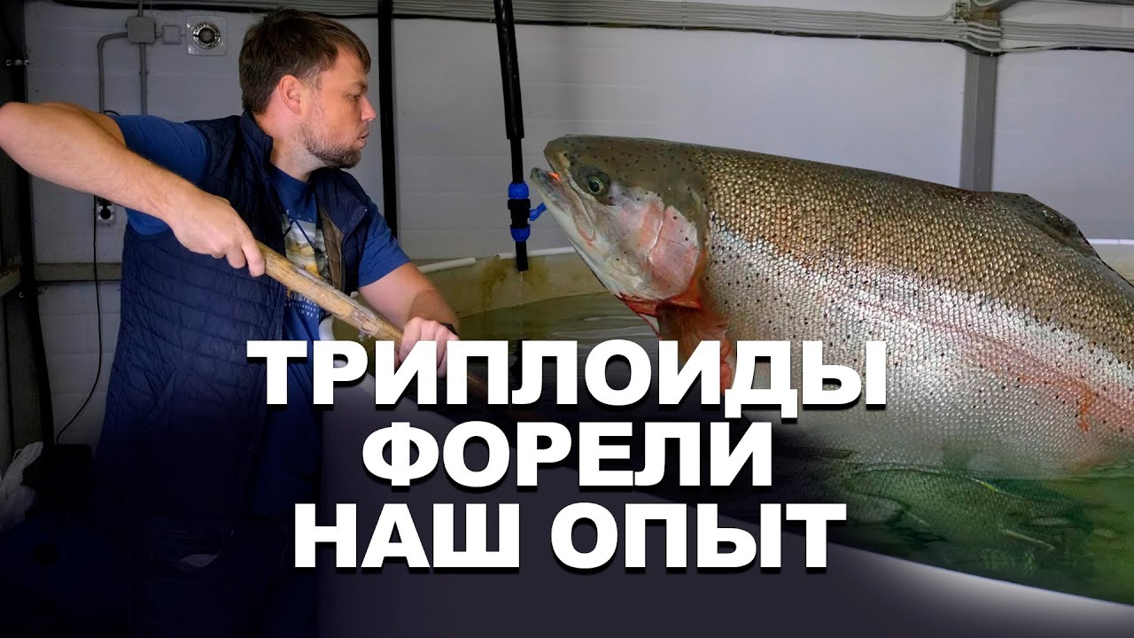 форель триплоид самкам и самец. форель мурманская. форель радужная карельская. форель триплоид. ручьевая форель красная книга.