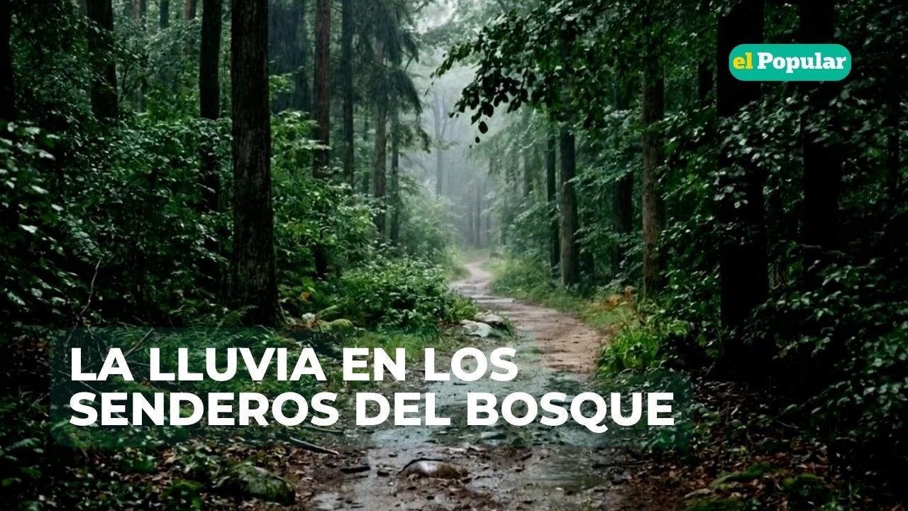 ASMR | SONIDO RELAJANTE 🌧️ Lluvia en los Senderos del Bosque para Dormir Profundo  (8 Horas)