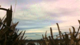 Cache River Duck Hunt Jan 1, 2011