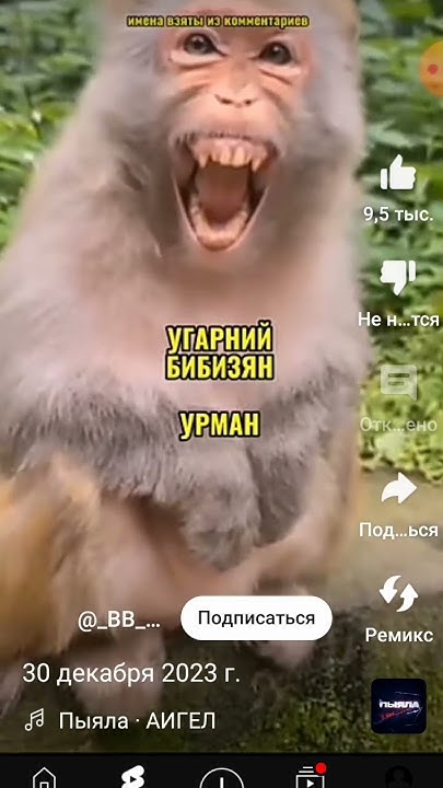 #бешенство #бибизьян - YouTube