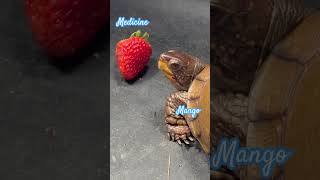 Mango, Take Your Medicine! #boxturtle