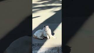 朝日を浴びて喜ぶ野良猫さんの様子  'Stray cats rejoice in the morning sun. Cats all around the world seek freedom