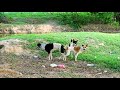 McNad dogs and Australian kelpie happy meet on the road