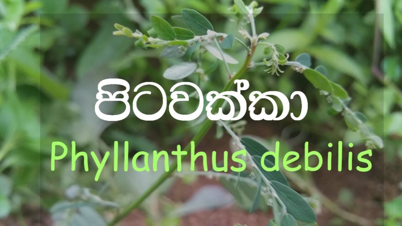 Pitawakka Ela pitawakka Phyllanthus debilis Ayurvedic plants