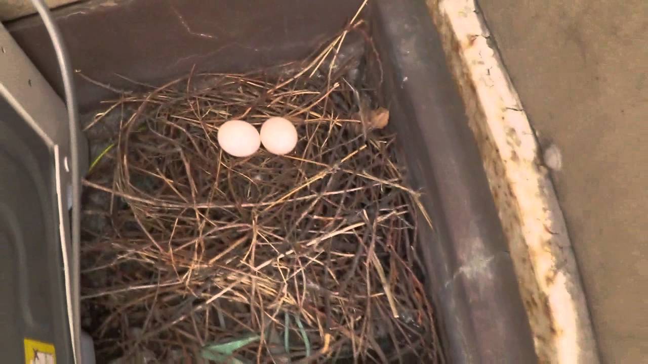 鳩 が 巣 を 作る 家 縁起