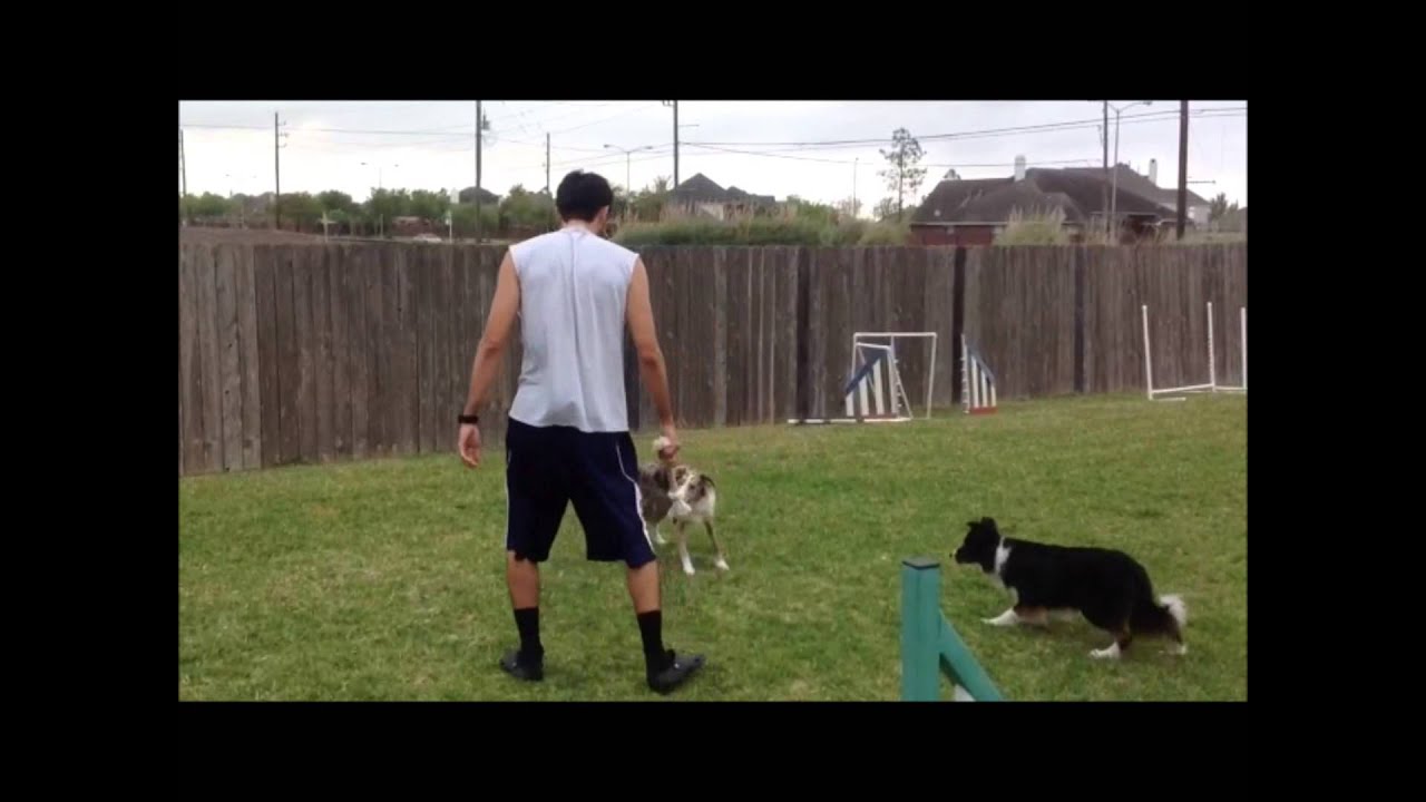 Rock Solid Start Line Stays in Dog Agility YouTube