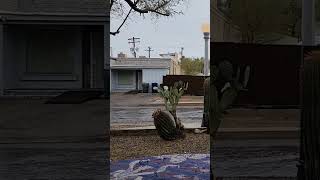 Rainy day on a Tucson porch