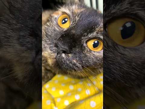 Азра #cat #муркоша #помощьбездомным #приют #котик #кот