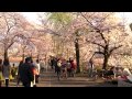 Cherry Blossoms in Tokyo - Ueno Park