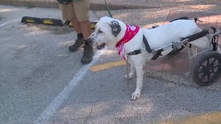 What to know about Clear The Shelters, how to help