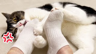 猫動画を見ていたら猫に怒られました…泣