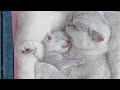 Cat mother always love her kittens  great love