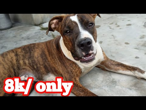 thompson kennels puppies for sale